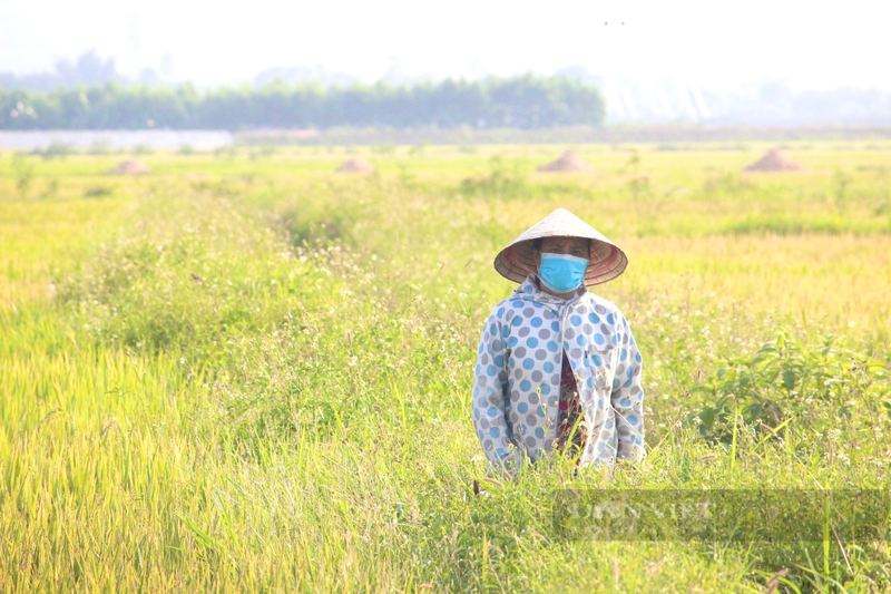 Quang Binh: Nong dan ra dong gat lua giua cai nang 40 do C-Hinh-6