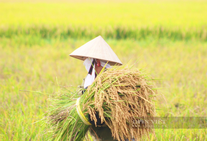 Quang Binh: Nong dan ra dong gat lua giua cai nang 40 do C