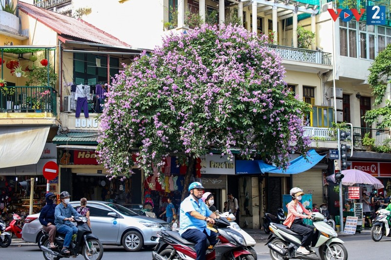 Lang man sac tim bang lang tren pho phuong Ha Noi-Hinh-14