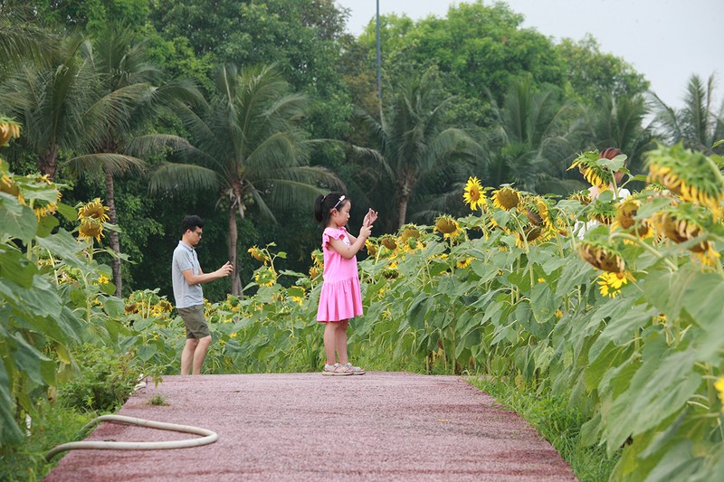 Can canh doi hoa huong duong khien chi em check in quen ca nang-Hinh-7