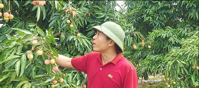 Nong dan Hai Phong thu hoach vai chin som, gia cao van 