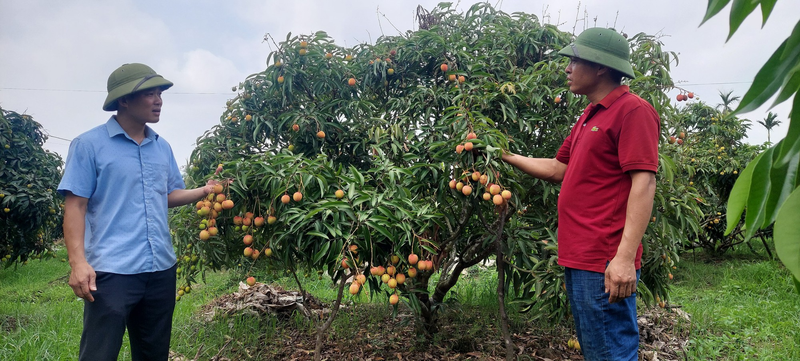 Nong dan Hai Phong thu hoach vai chin som, gia cao van 