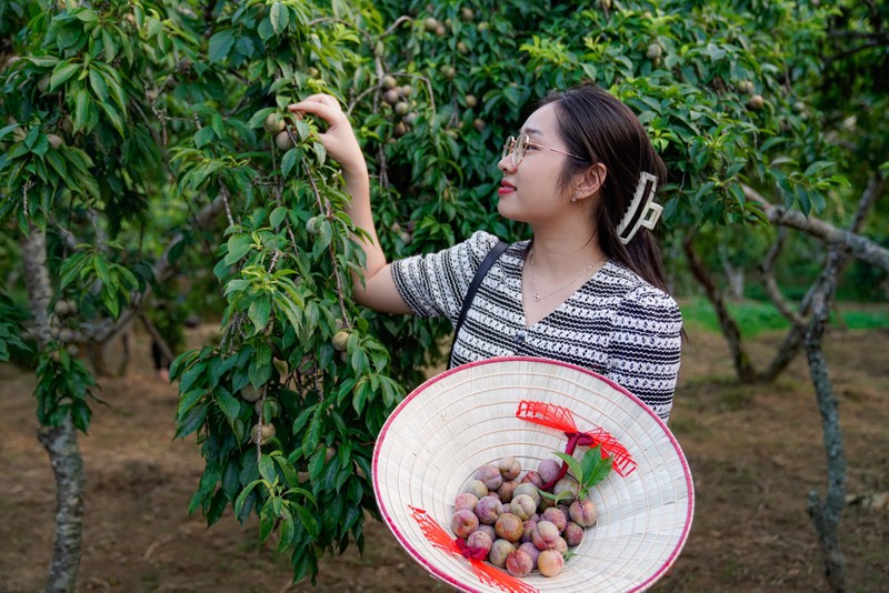 Man Tam Hoa tren “cao nguyen trang” Bac Ha-Hinh-11