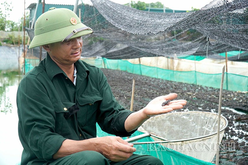 Tren nuoi ech, duoi nuoi ca ro, anh nong dan Bac Ninh thu 1 ty/nam