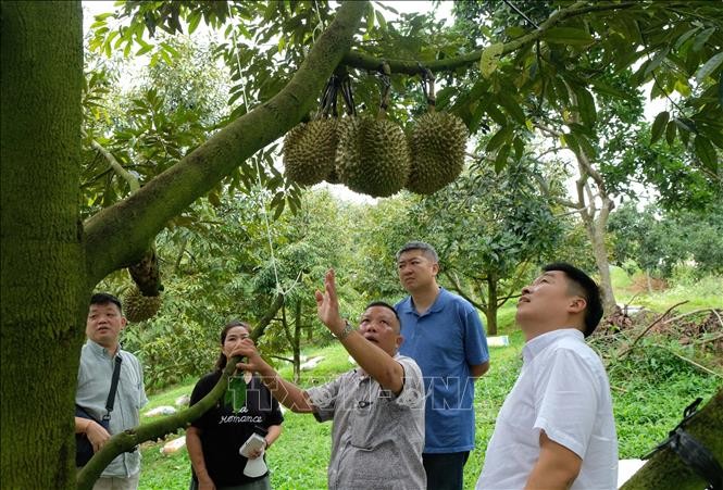 Vung dat o Lam Dong, dan hai sau rieng vi nhu 