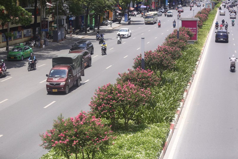 Duong hoa tuong vi no ro, khoe sac giua pho Ha Noi-Hinh-12