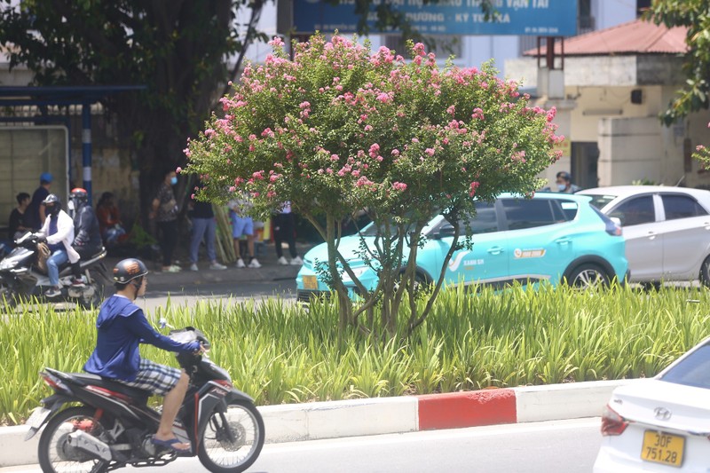 Duong hoa tuong vi no ro, khoe sac giua pho Ha Noi-Hinh-5