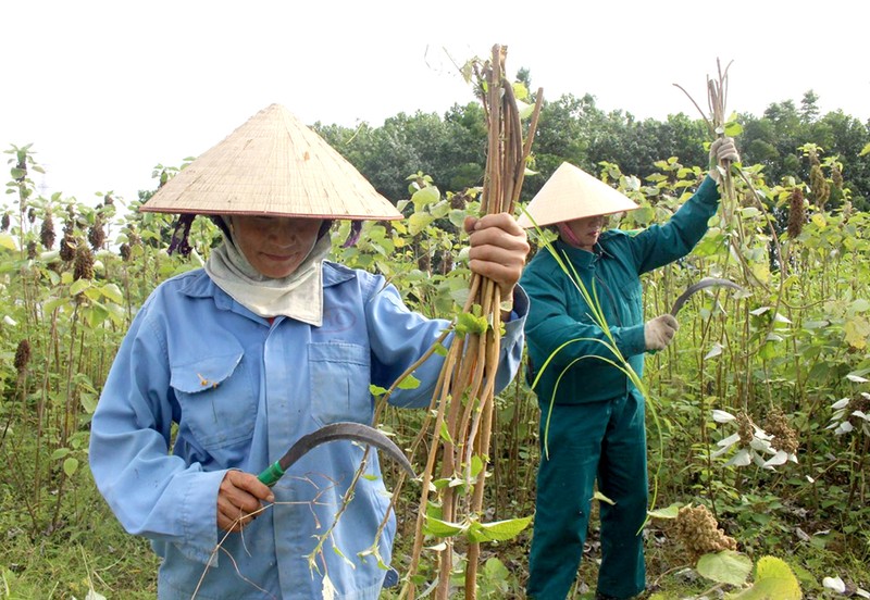 60 ngay lai thu mot lua cay gai xanh, nong dan dut tien vao tui-Hinh-2