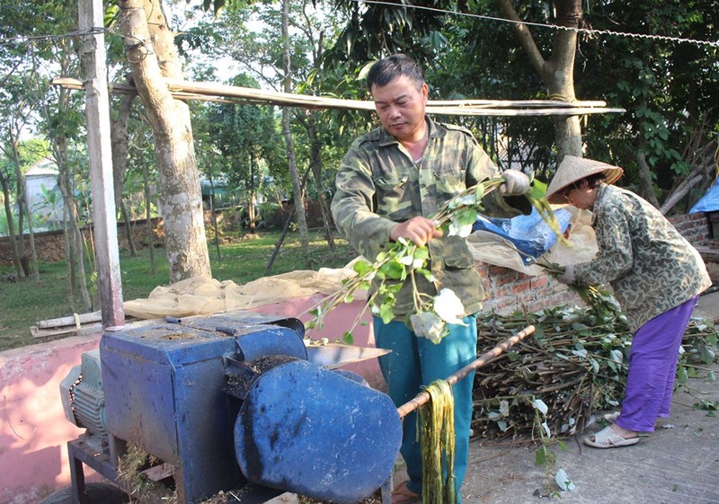 60 ngay lai thu mot lua cay gai xanh, nong dan dut tien vao tui-Hinh-3