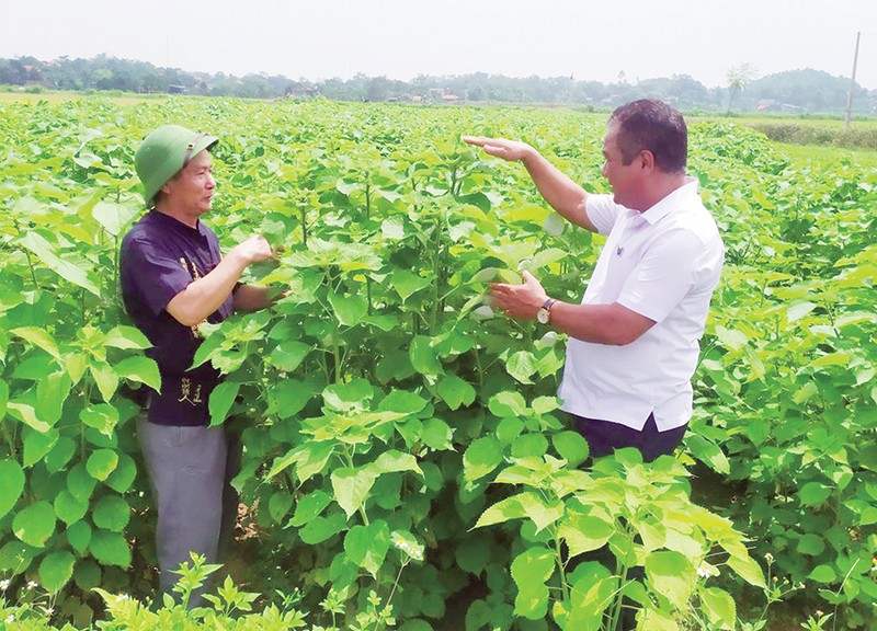 60 ngay lai thu mot lua cay gai xanh, nong dan dut tien vao tui