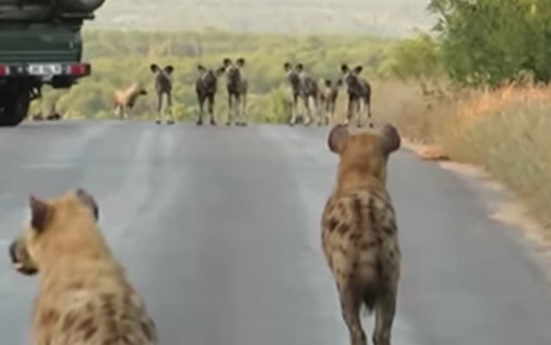 Video: Bay linh cau doi dau dan cho hoang thien chien va cai ket