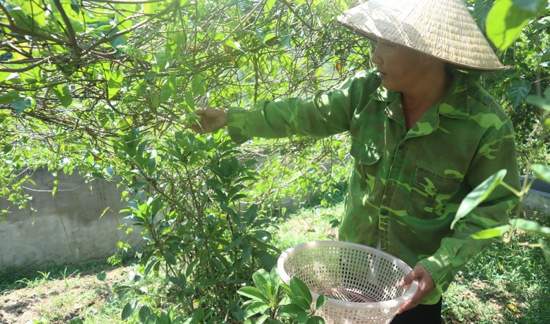 Trong hoa thien ly vat ban dat tien, dan Nghe An kha gia-Hinh-4