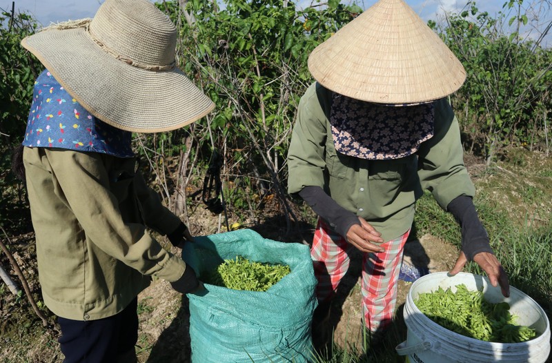 Trong hoa thien ly vat ban dat tien, dan Nghe An kha gia