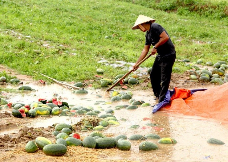 Roi nuoc mat canh dua hau cua nong dan Gia Lai vut day duong-Hinh-10