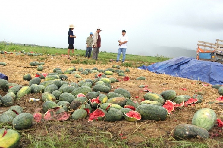 Roi nuoc mat canh dua hau cua nong dan Gia Lai vut day duong-Hinh-11