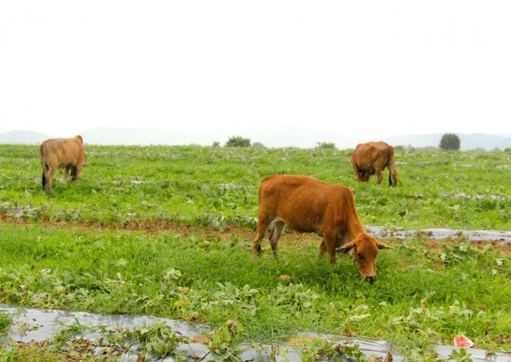 Roi nuoc mat canh dua hau cua nong dan Gia Lai vut day duong-Hinh-3