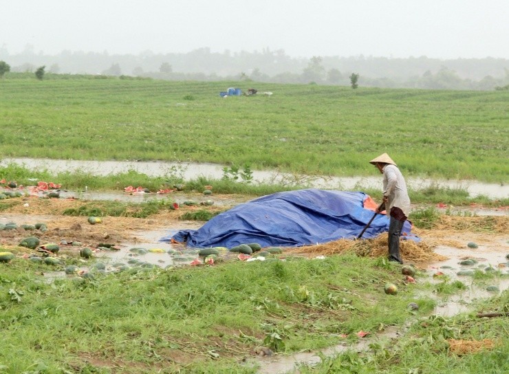 Roi nuoc mat canh dua hau cua nong dan Gia Lai vut day duong-Hinh-4