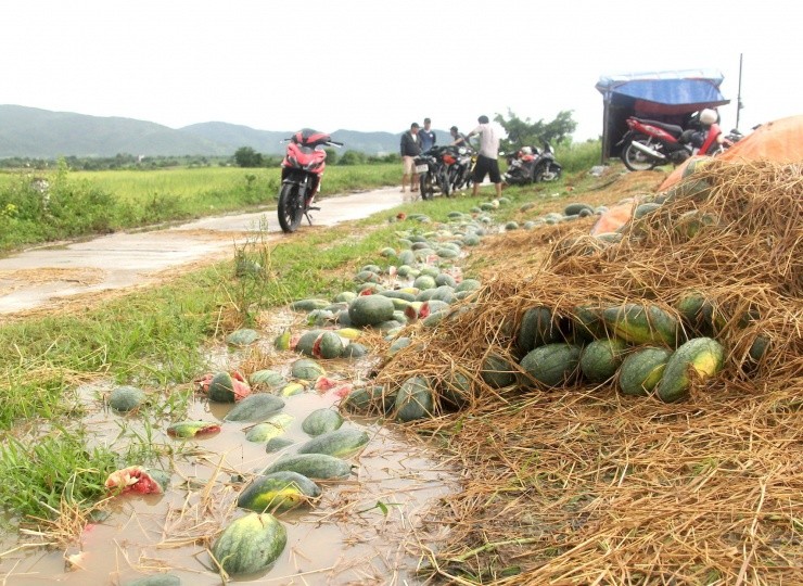 Roi nuoc mat canh dua hau cua nong dan Gia Lai vut day duong-Hinh-5