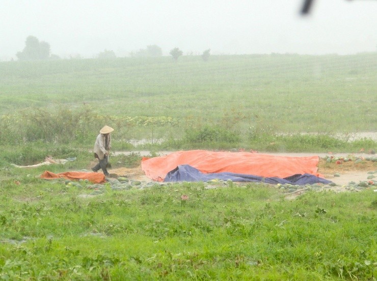 Roi nuoc mat canh dua hau cua nong dan Gia Lai vut day duong-Hinh-6