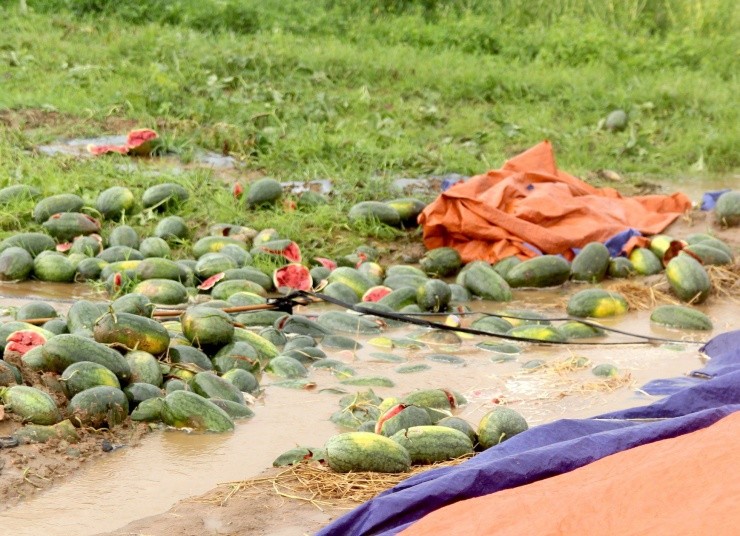 Roi nuoc mat canh dua hau cua nong dan Gia Lai vut day duong-Hinh-7