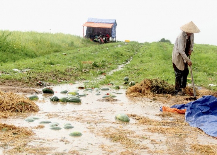 Roi nuoc mat canh dua hau cua nong dan Gia Lai vut day duong-Hinh-8