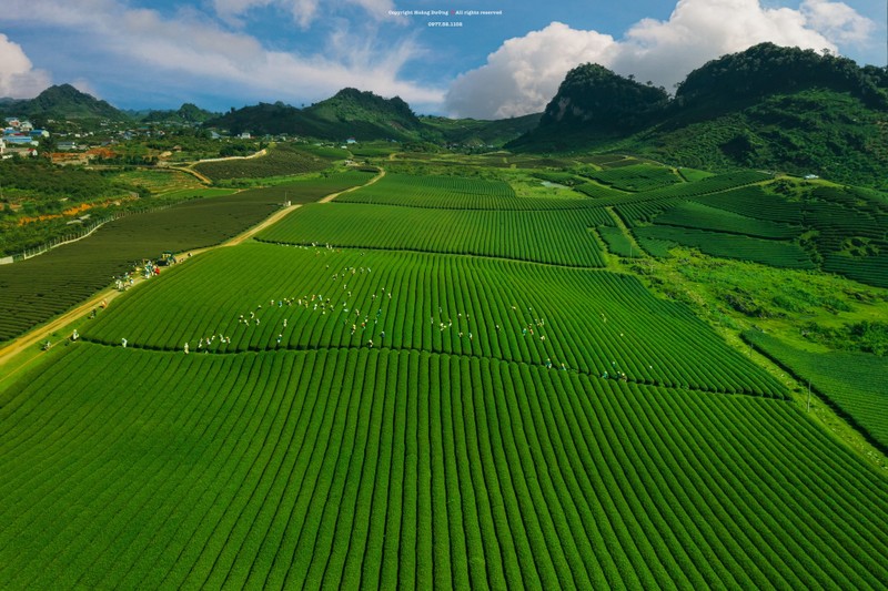 Mua hai che o Moc Chau, du khach san hoang hon dep 