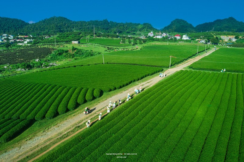 Mua hai che o Moc Chau, du khach san hoang hon dep 