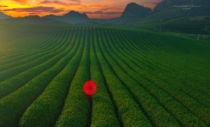 Mua hai che o Moc Chau, du khach san hoang hon dep 