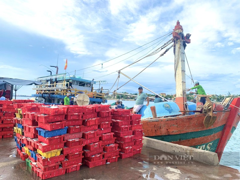 Trung luong ca nuc, ngu dan Quang Binh cu ra khoi la thu tien ty-Hinh-2