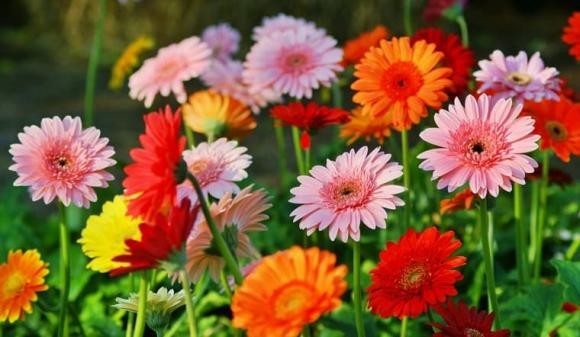 Tháng cô hồn, đặt 6 loại hoa trên bàn thờ để cầu tài lộc