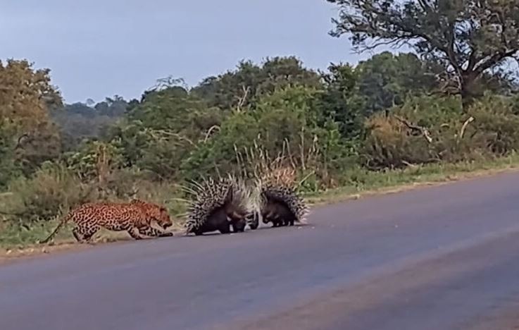 Video: Bao hoa mai bat luc truoc su gan ly cua gia dinh nhim