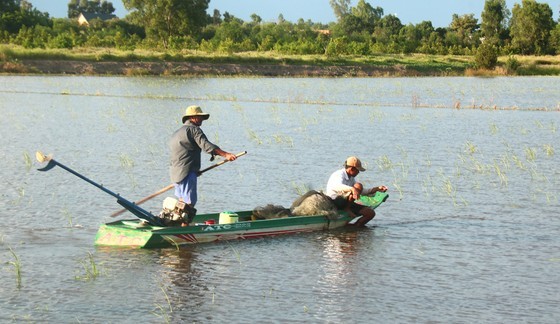 Nuoc tran dong o Dong Thap Muoi, dan di bat san vat kiem 1 trieu/ngay-Hinh-5