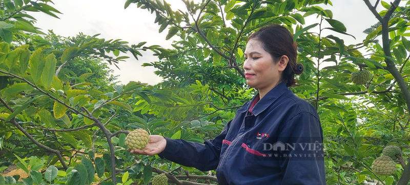 Na bo xua bi che, nay o mot noi cua Hai Phong hoa dac san