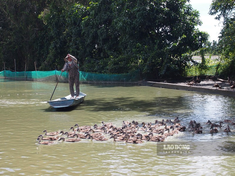 Nuoi thu vit bay nhu chim hoang da, cham nhan, ban la dat hang-Hinh-2