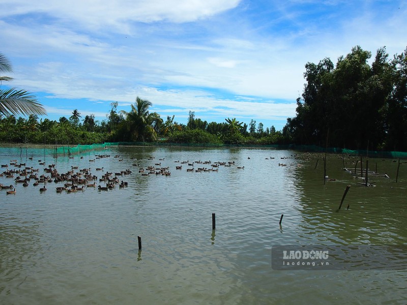 Nuoi thu vit bay nhu chim hoang da, cham nhan, ban la dat hang-Hinh-5