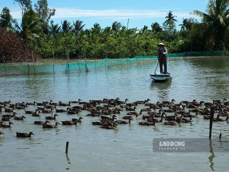 Nuoi thu vit bay nhu chim hoang da, cham nhan, ban la dat hang