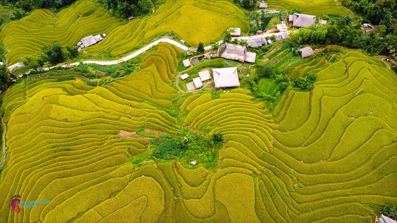 Den Xa Phin ngam lua vang, tham nhung mai nha phu reu xanh-Hinh-10