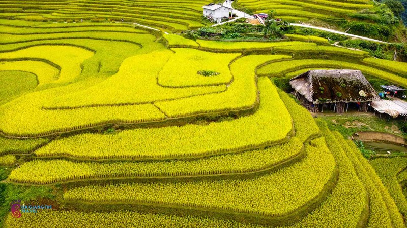 Den Xa Phin ngam lua vang, tham nhung mai nha phu reu xanh-Hinh-6