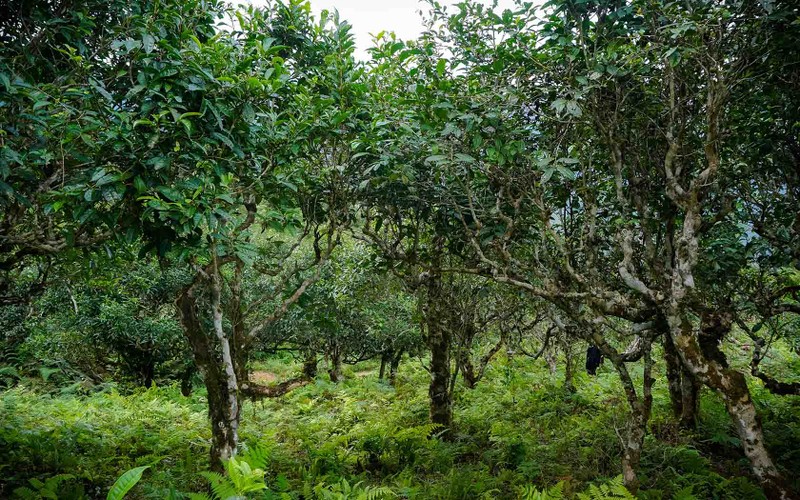 Den Xa Phin ngam lua vang, tham nhung mai nha phu reu xanh-Hinh-7