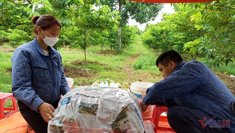 Vo chong tre lai hang tram trieu dong moi nam tu trong na-Hinh-4