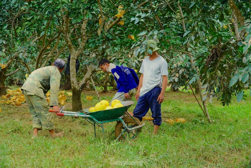 Lu rut, nguoi dan Ha Tinh voi vang thu hoach buoi dac san-Hinh-6