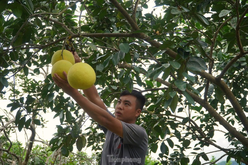 Lu rut, nguoi dan Ha Tinh voi vang thu hoach buoi dac san-Hinh-9