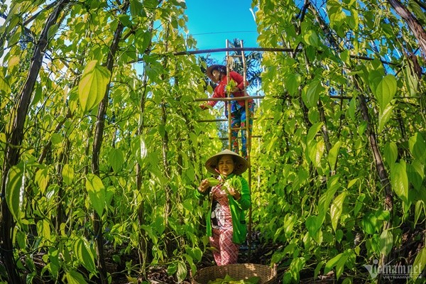 Lang trau lon nhat mien Tay-Hinh-6