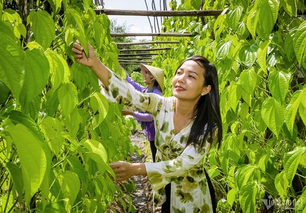 Lang trau lon nhat mien Tay-Hinh-9