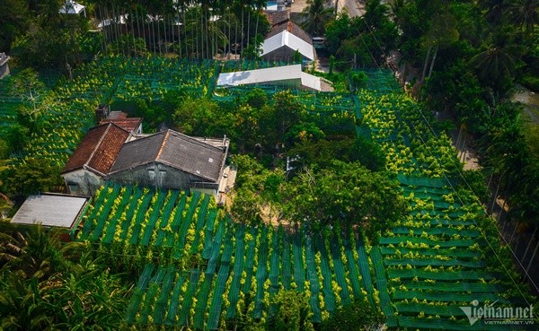 Lang trau lon nhat mien Tay