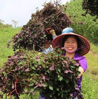 Nu nong dan Sa Pa 