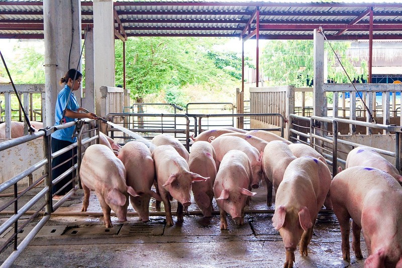 Nhieu trang trai phai ban lon hoi duoi 50.000 dong/kg, nguoi nuoi lo nang-Hinh-2