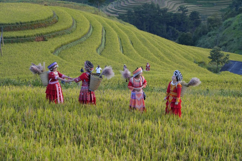 Du khach nuom nuop do ve Mu Cang Chai 