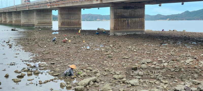 Nhung nguoi phu nu o Binh Dinh cam cuoc dao “bau vat cua troi” tren dam Thi Nai-Hinh-12