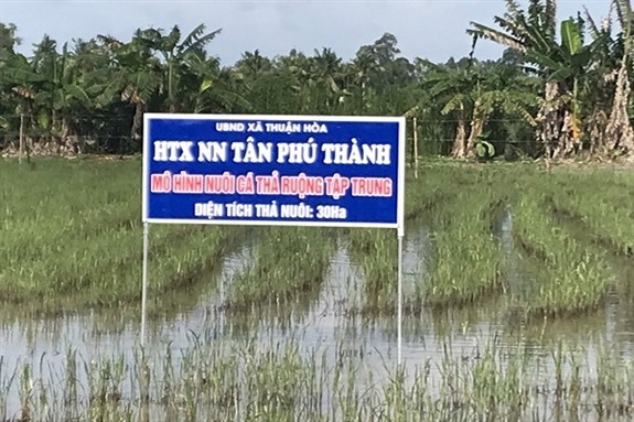 Nuoi ca tre vang tren ruong lua, nong dan loi gap 3 lan